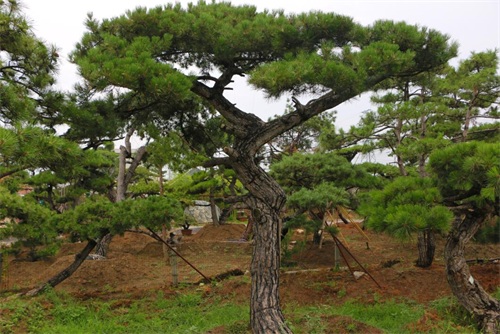 如何判斷造型松樹的健康狀況？